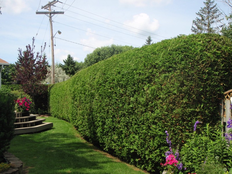 RayzorHedges trimmed hedge