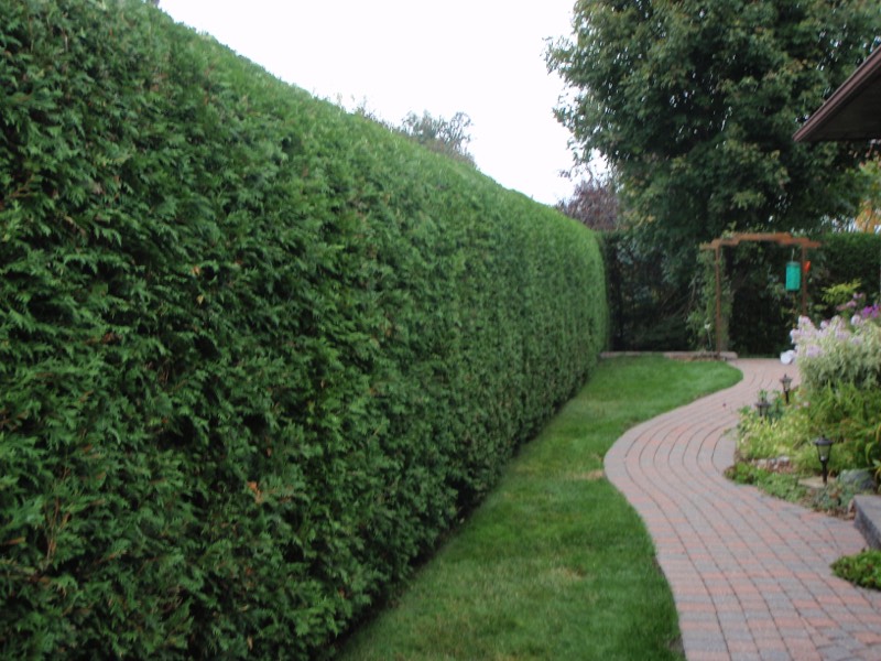 RayzorHedges trimmed hedge