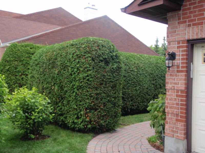 RayzorHedges trimmed hedge.